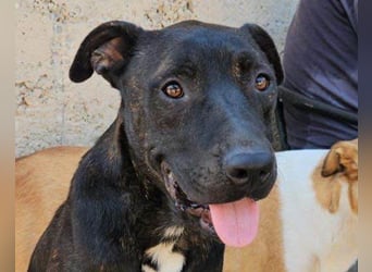 Freundlicher Staff-Mix ♥Dante♥ Vermittlung CH+AT+B+NL