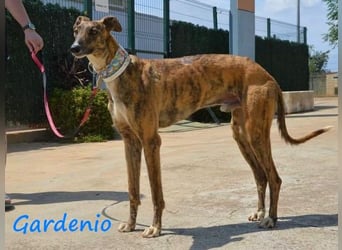 Gardenio 03/2021 (ESP) - traumhafter, verschmuster und sozialer Galgo!