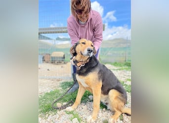 Maya, 07/20 - Traumhündin sucht Zuhause