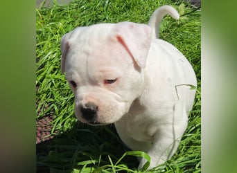American Bulldog Welpen aus Hybrid/Standard Verpaarung ab Mitte Juni abzugeben, www.cocodin-bulls.de