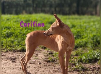 Caritina 02/2024 (ESP) - bezaubernde Podenco-Mix Junghündin!