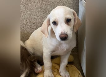 Rusty, geb. ca. 03/3025, lebt auf einer Pflegestelle in 40789 Monheim am Rhein
