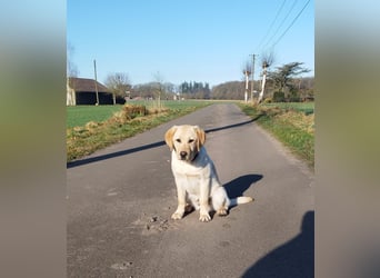 Liebevoller und kerngesunder Labrador Jungrüde in gelb sucht...