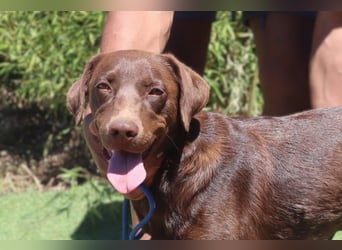 Zoe, Labrador-Mix, lieb und sozial