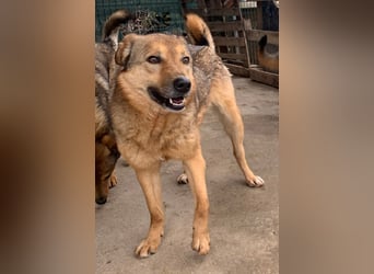 SINA, Hündin, 7 Jahre, 53 cm, Mischling, Tierschutz