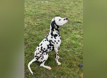 Dius, 3 Jahre, 57cm sucht ihr Körbchen