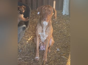 Laika - Vizsla Mix Schönheit sucht ihre Menschen