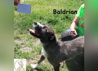 Baldrian - ein Schmuser im extravaganten Outfit