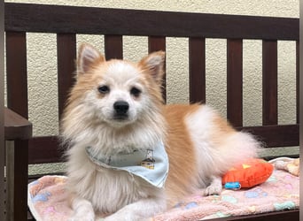 Alf SR – Freundlicher Spitz-Rüde sucht liebevolles Zuhause