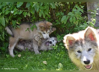 Zuchtstätte Silberglanz- C-Wurf / Alaskan Malamute Welpen - 3 Weibchen/2 Rüden