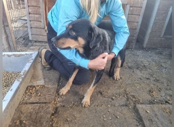 ♥BABSI♥ bezaubernde sensible Seele mit glänzendem schwarzen Fell und wunderschönen Abzeichen 52 cm