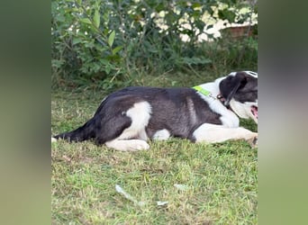 HARRY - Lebhafter Border Collie Mix sucht aktive Familie
