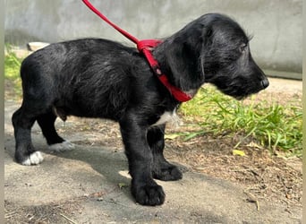 Alex, geboren 16.03.2025, 22cm sucht Dich!
