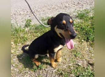 Kenby ein fröhlicher freundlicher Bub