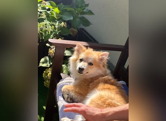 Wanda SR – Kleine Spitz-Prinzessin sucht liebevolles Zuhause