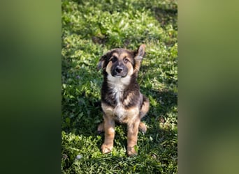 Chip 239982: Hundekind sucht ein Zuhause