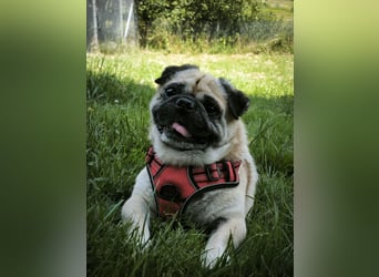 Teddy sucht ein neues Zuhause