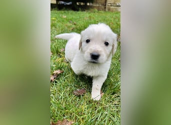Golden Retriever Welpen vom Züchter – liebevoll & familiär aufgezogen