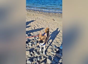 Cooper, auf einer Pflegestelle in Kiel