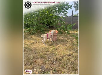Welpenmädchen Ruby sucht ein Zuhause