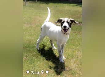 Marla, Scippy und Kea auf der Suche nach ihrer Familie
