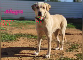 Allegra 04/2021 (in Deutschland) - sanfte, verspielte und feine Labrador Retriever Mix Dame!