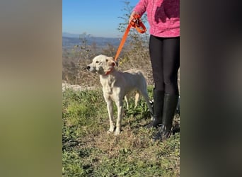 Miranda - Familie fürs Leben gesucht (82041 Deisenhofen)