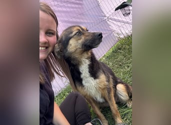 Hailey - neugierig und lernwillig