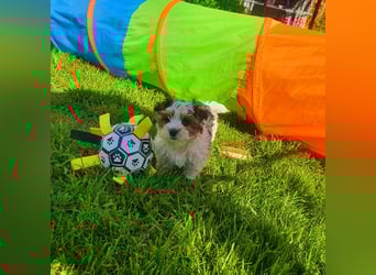 Biewer Yorkshire Terrier, Welpe,Rüde, reinrassig sehr selten