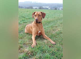 Rhodesian Ridgeback Welpe, Hündin- Livernose