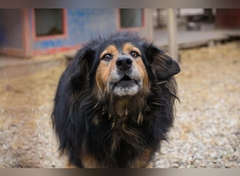 Lennox: treuer Begleiter sucht Familie