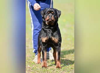 Rottweiler welpen