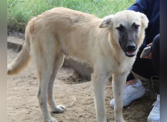 Arlo, geb. ca. 02/2023, lebt in GRIECHENLAND, im städt. Tierheim Serres