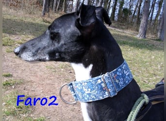 Faro2 05/2022 (in Deutschland) - verspielter und lieber, bezaubernder Galgo!