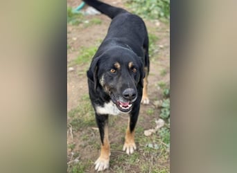 Speedy, geb. ca. 04/2018, lebt in GRIECHENLAND, auf einem Gelände, auf dem die Hunde notdürftig vers