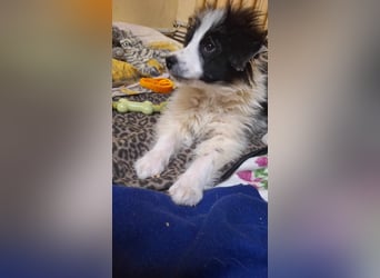 Kleine Lola sucht ein Zuhause