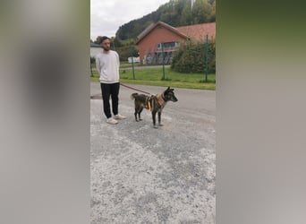 Nelson ein toller Hollandse Herder Mix
