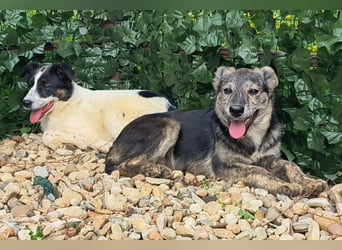 HERKULES - Hund sucht Mensch( en)