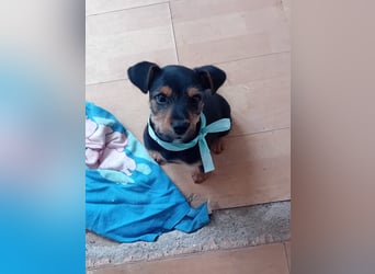 Welpe EDY sucht ein schönes Zuhause!!!