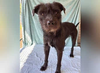 ❤️ RANDY mit den traurigen Augen - 1 Jahr, 45cm/15kg - Schnauzer-Mix