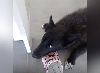 Kiara eine intelligente wunderhübsche