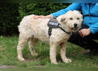 Charlie ist ein absolut liebenswerter rumänischer Schäferhund