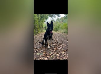 Liebenswerter, intelligenter Schäferhund sucht sein für-immer zu Hause