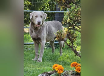 Labrador Welpen mit Ahnenpass