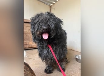 Lola, Puli-Mix, Hündin, geb.am 28.02.2022, 45 cm, 15 kg