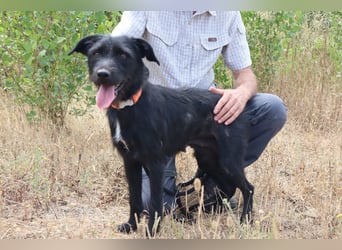Costa, Mix Schnauzer / Podengo, lieb und sozial