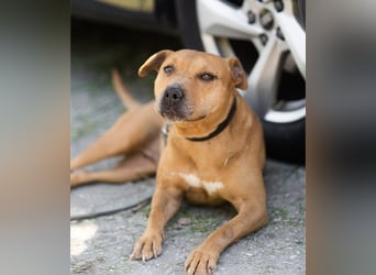 Piti-Mix-Mädchen♥Liv♥ Vermittlung z.B. nach A-CH-B-NL
