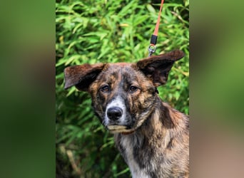 Peanut, Mix Labrador / Rafeiro Alentejano, lieb und sozial