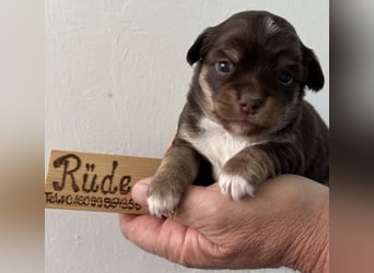 Chihuahua Welpen ab 22.08 abzugeben