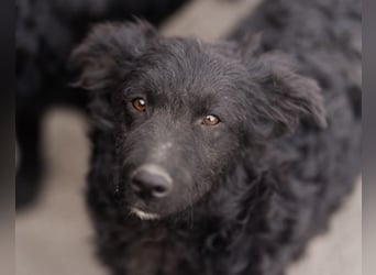 LENZI❤️unser kroat. Schäferhund-Mix-Rüde ist ein wahrer Sonnenschein!